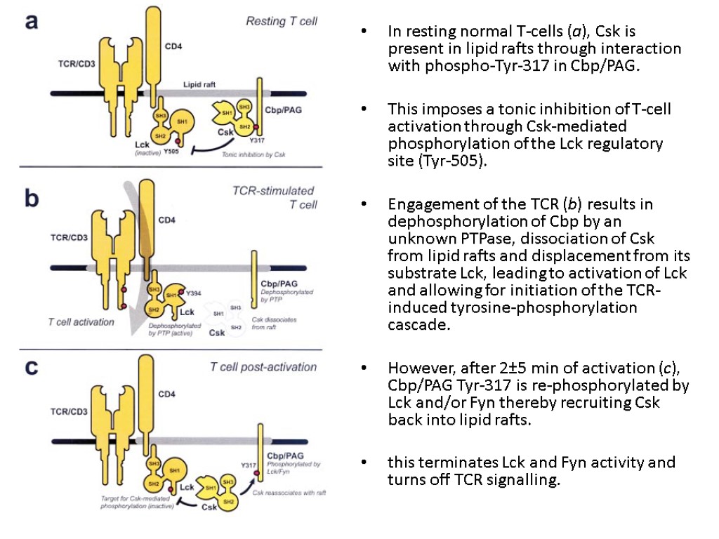 In resting normal T-cells (a), Csk is present in lipid rafts through interaction with